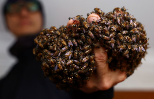 Com as próprias mãos, homem já salvou cerca de 6 milhões de abelhas em Singapura