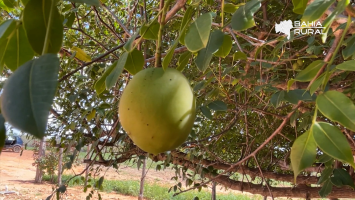 Vídeos do g1 e TV Bahia - domingo, 11 de janeiro de 2026