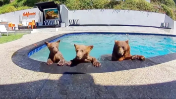 Compartilhamos a casa com uma família de ursos que toma banho vários dias por semana na nossa piscina