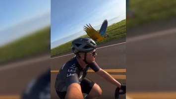 VÍDEO: arara 'escolta' ciclistas durante treino em rodovia no interior de SP e cena viraliza na web