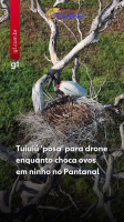 Tuiuiú ‘posa’ para drone enquanto protege ovos em ninho nas alturas no Pantanal