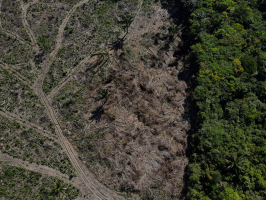 Amazonas registra menor número de alertas de desmatamento em oito anos