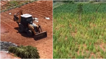 Proprietário de terreno que tinha plantação de maconha no Ceará pediu, antes de ser preso, para arrendatário se entregar à polícia