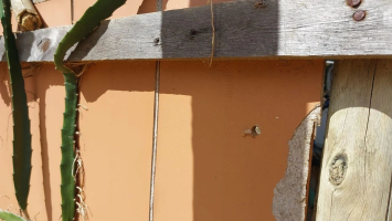 Homem é morto com tiros na cabeça após ser perseguido pela rua, na Serra